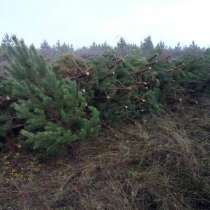 Хвойные деревья сосны оптом, в Челябинске