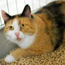 Застенчивая кошечка Тортилла мечтает о домашнем уюте, в Москве