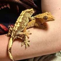 Реснитчатый геккон бананоед (самки), в Москве