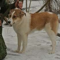 собака, в Великом Новгороде