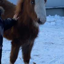 Шетландский пони, в Новосибирске