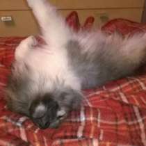 Продам щенка шпица (мальчик), в Санкт-Петербурге