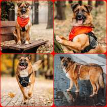 Пёс МАРТИ даром, в Москве