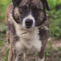 Небольшой песик Бучик, спасенный из усыпалки, ждет хозяев!, в Москве