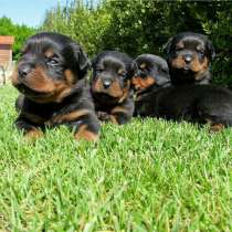 Ротвейлер Санкт-Петербург, в Санкт-Петербурге