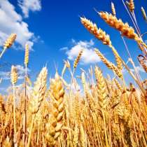 Экспорт продовольственной пшеницы, в Москве