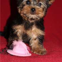 Йоркширский терьер Махачкале, в Махачкале