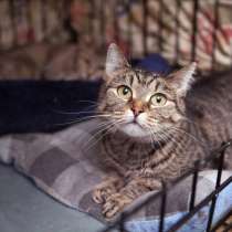 Благоразумная кошечка Малена в поисках чуткого друга, в Москве