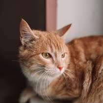 Великолепный рыжий кот Тигра в добрые руки, в г.Москва