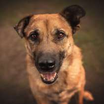 Мухтар в поиске дома и любящей семьи!, в Москве