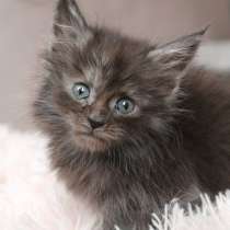 Maine Coon Female ns, в г.Прага