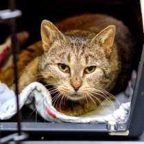 Милая Сардинка мечтает о доме и друге, в Москве