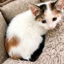 Искристая котенок Бусинка в дар, в Москве