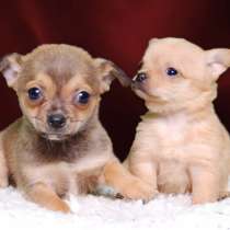 Чихуахуа Псков, в Пскове