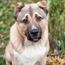 Молодой алабай Валдай ищет своих самых родных людей!, в Москве