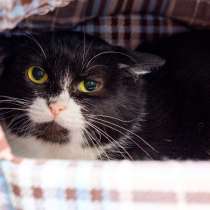 Кошка Ферреро с печальным прошлым, в Москве