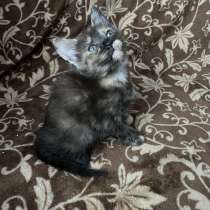 4 котенка-ребенка, в Сафоново