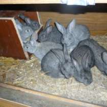Крольчат породы Советская Шиншилла, в Кемерове