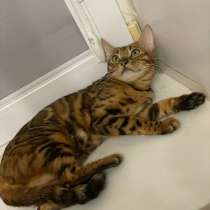 Бенгальская Кошка, в Пятигорске