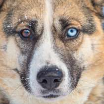Хаски модельной внешности по имени Жозефина в добрые руки, в Москве
