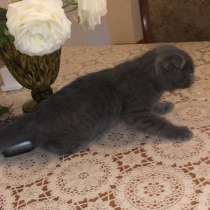 Шотландский котенок, в Махачкале