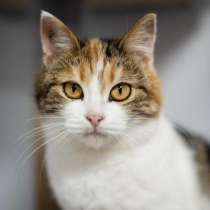 Необычная красавица Летти в добрые руки, в Москве