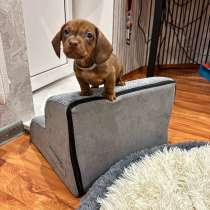 Такса, щенок, в Липецке