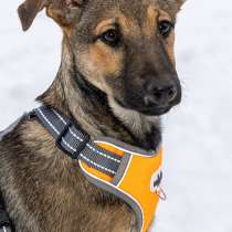 Ищем дом для маленькой Греты, в Москве