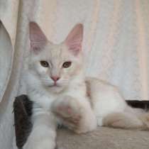 Мейн кун котенок, в Москве