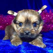 ЙОРКШИРСКОГО ТЕРЬЕРА (ЙОРКА) щеночков продам, в Ярославле