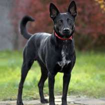 Молодой красивый пес Уголек в добрые руки, в Москве