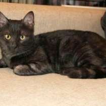 Ласковый котенок Брауни в дар добрым людям, в Москве
