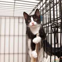 Общительная Ада ищет заботливые ручки, в Москве