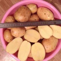 Качественный Тамбовский картофель!, в Тамбове