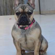 Девочка французского бульдога, в г.Ашдод