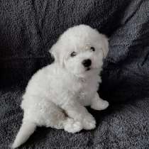 Щенки бишон фризе, в Москве
