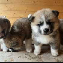 Щенки Акита-ину, в Челябинске