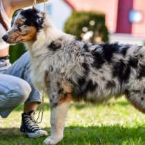 Австралийская овчарка, в г.Raclawice