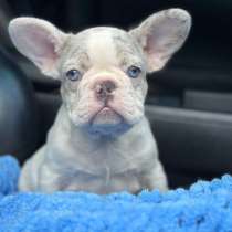French bulldog girl, в г.Гамбург