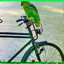 Попугаи разных видов продам. Клетки., в Москве