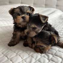 Щенки Йоркширского Терьера, в Санкт-Петербурге
