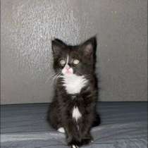 Котенок мальчик, в Москве