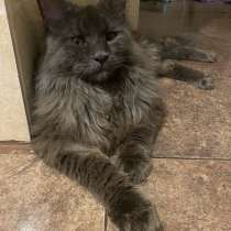 Вязка кот мейкун, в Анапе