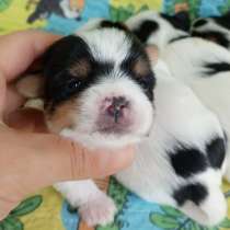 Красивые бивер йорки в Турции, в г.Балыкесир