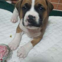 Очаровательная девочка ищет своих новых хозяев. Здоровая, в Таганроге