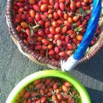 Шиповник (сушенный), в Москве