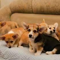 Корги йошкорола, в Йошкар-Оле