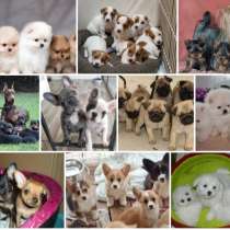 Питомник щенков Анапа, в Анапе