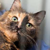 Малышка с зелеными глазами Леди Макбет, в Москве