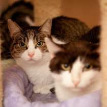 Кошечка Масяня ищет дом и самых добрых людей, в Москве